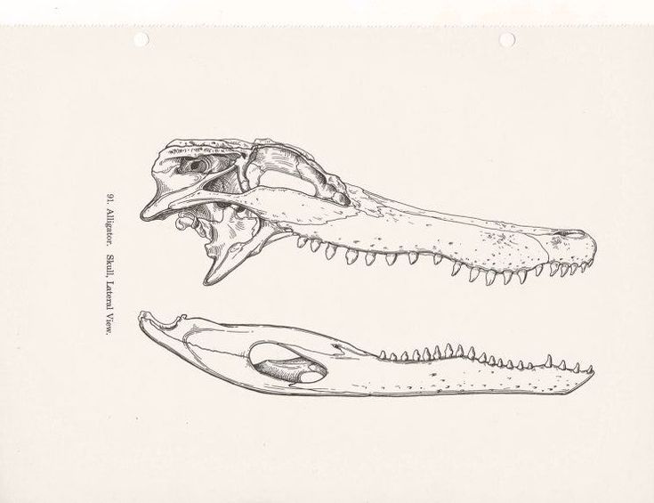 two drawings of an alligator's skull and a crocodile's jaw