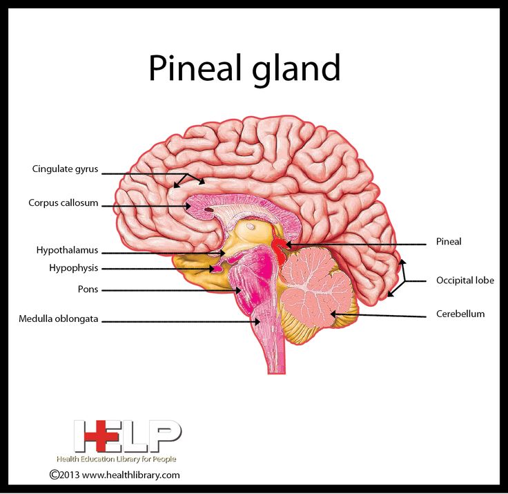 Pineal Gland KING JAMES VERSION. Genesis chapter 32verse 30 read Pineal Gland Anatomy, Silent Pain, Healing Reflexology, Occipital Lobe, Intracranial Pressure, Corpus Callosum, Chiari Malformation, Biology Classroom, Brainwave Entrainment