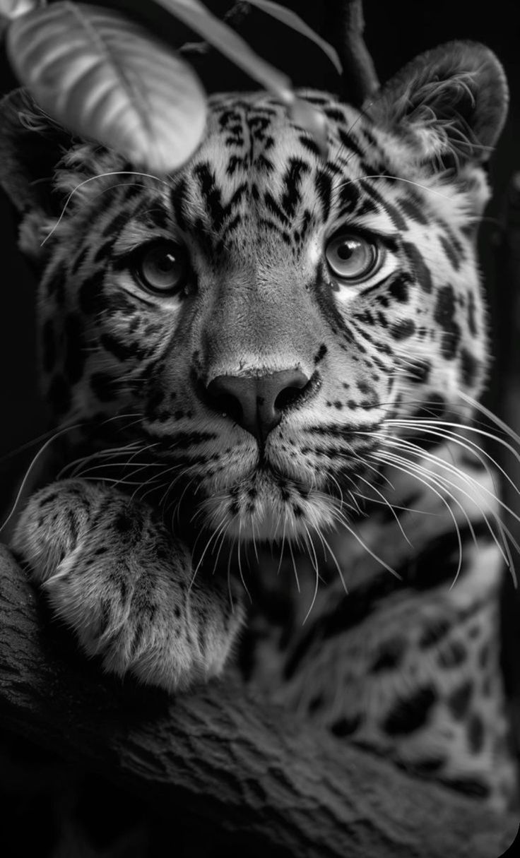 a black and white photo of a leopard looking at the camera with its eyes wide open