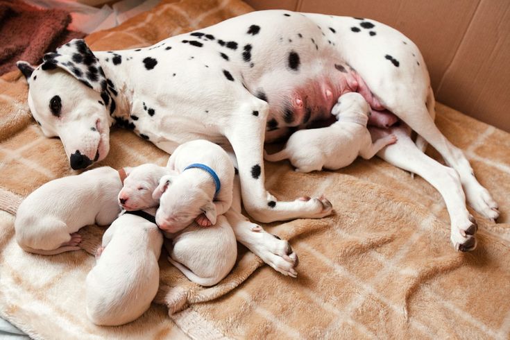 two dalmatian puppies are sleeping on a blanket