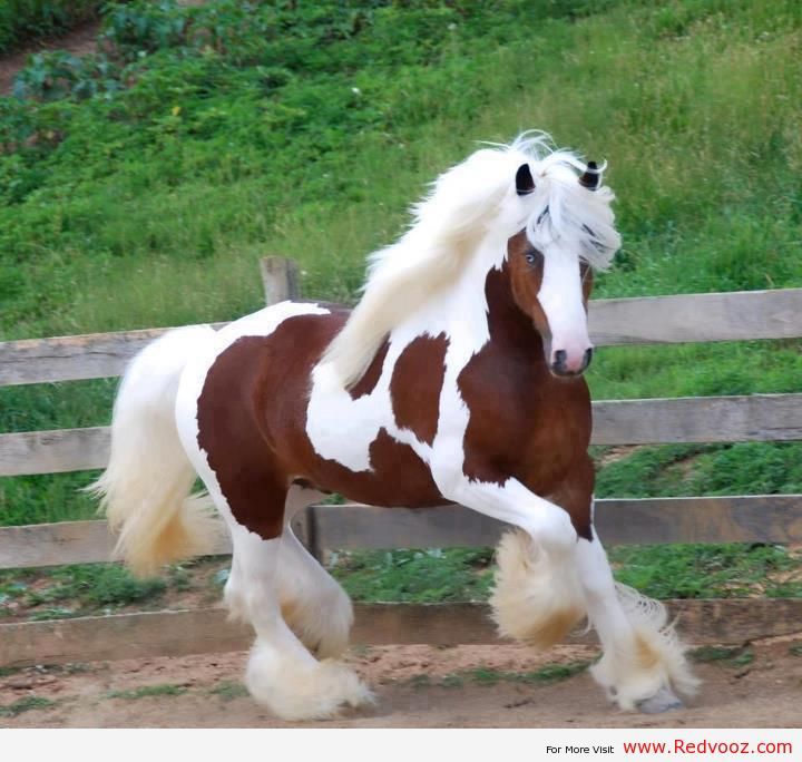 a brown and white horse standing next to a wooden fence