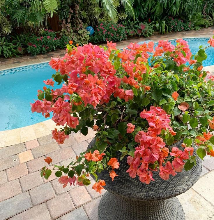 a potted plant next to a swimming pool with flowers in the foreground and greenery on either side