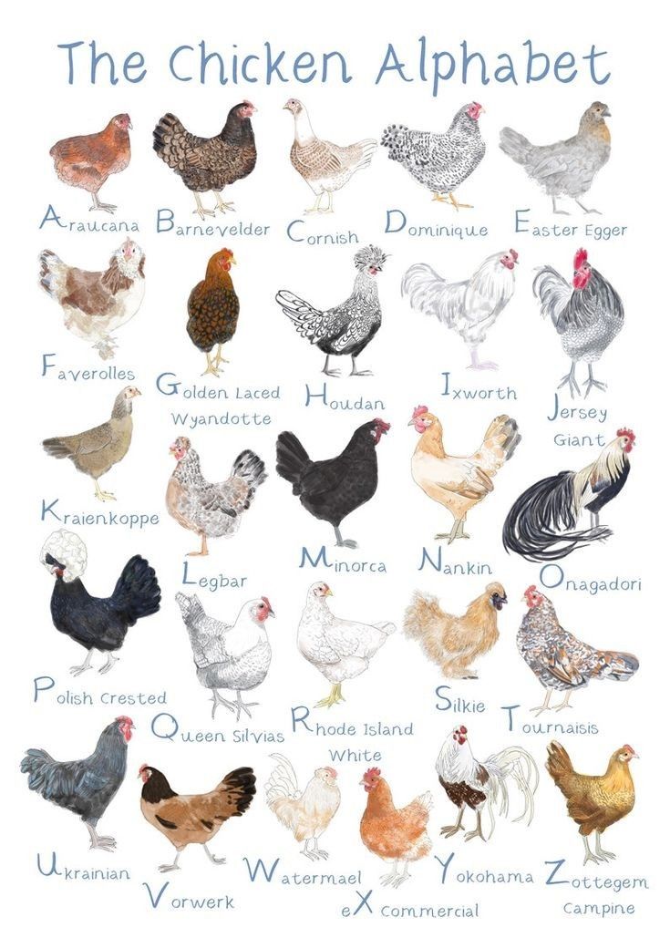 the chicken alphabet is shown with different types of chickens and their names in blue ink