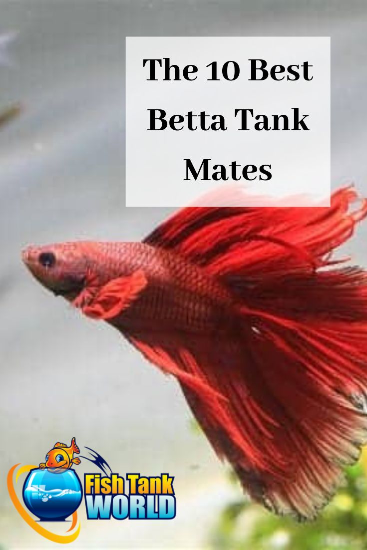 the 10 best betta tank mates