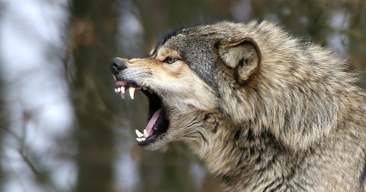 a wolf with its mouth open showing teeth