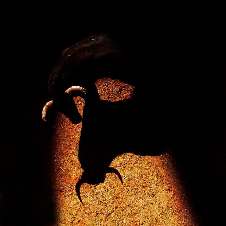 the shadow of an animal's head on a wall