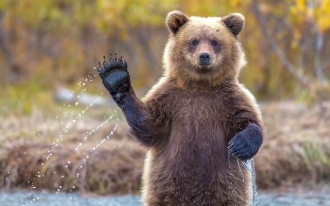 a brown bear standing on its hind legs with his paws in the air and arms out