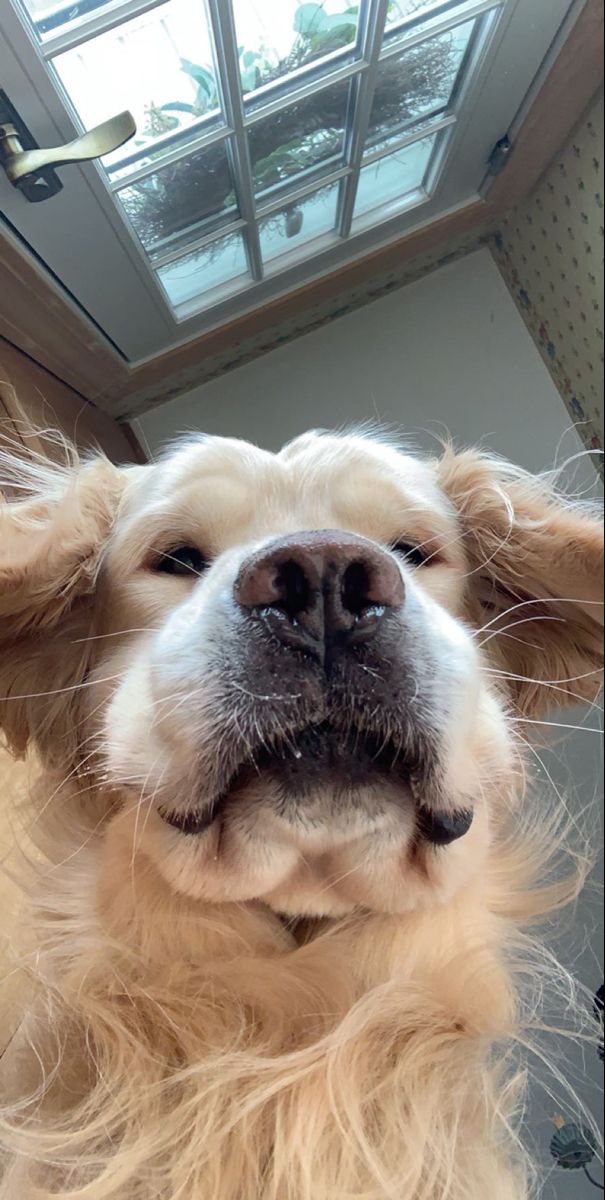 a close up of a dog with its mouth open