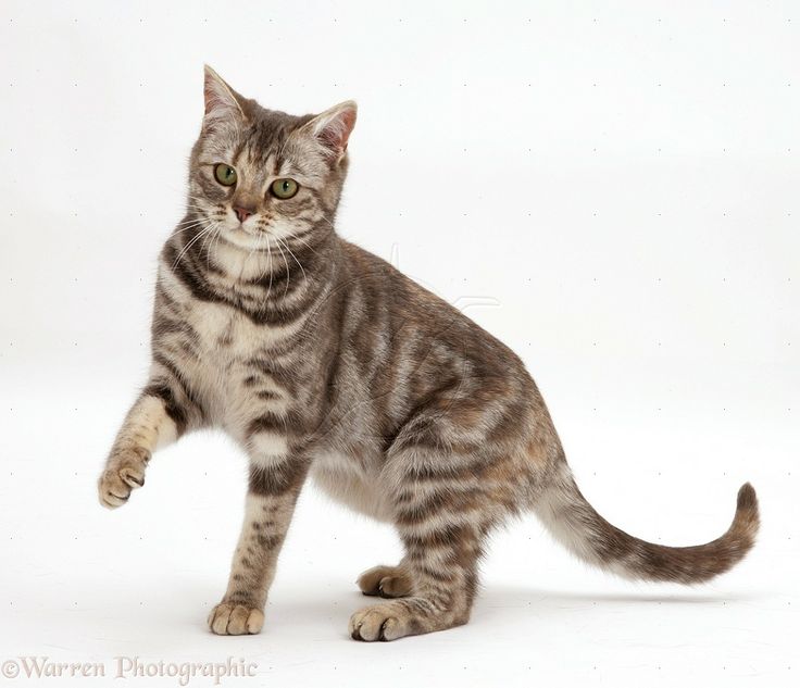 a striped cat standing on its hind legs and looking at the camera with one paw in the air