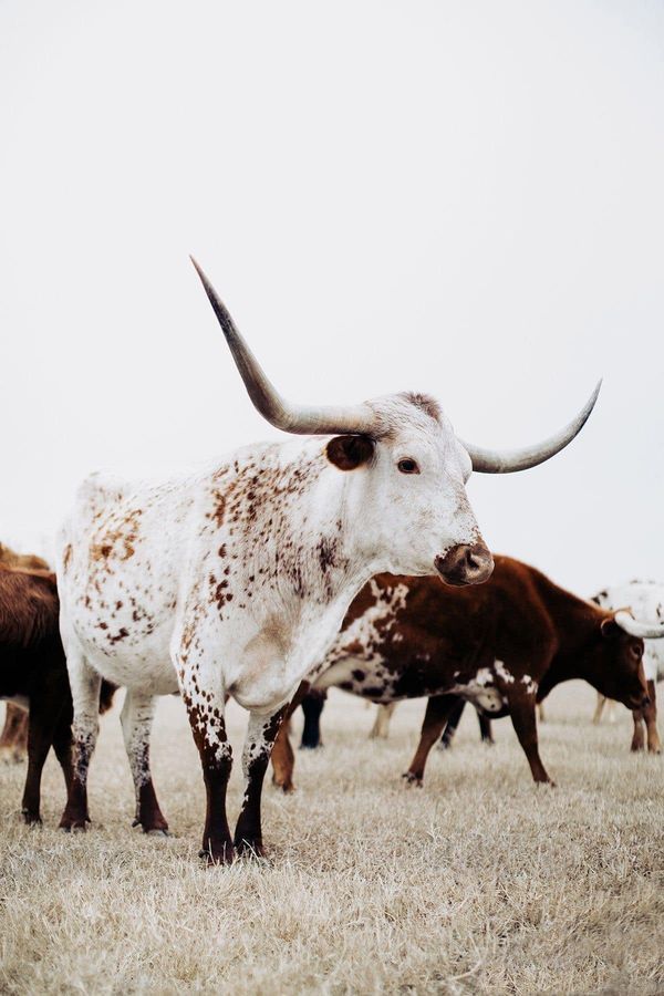 several longhorn cattle grazing on dry grass in a field with white and brown speckles