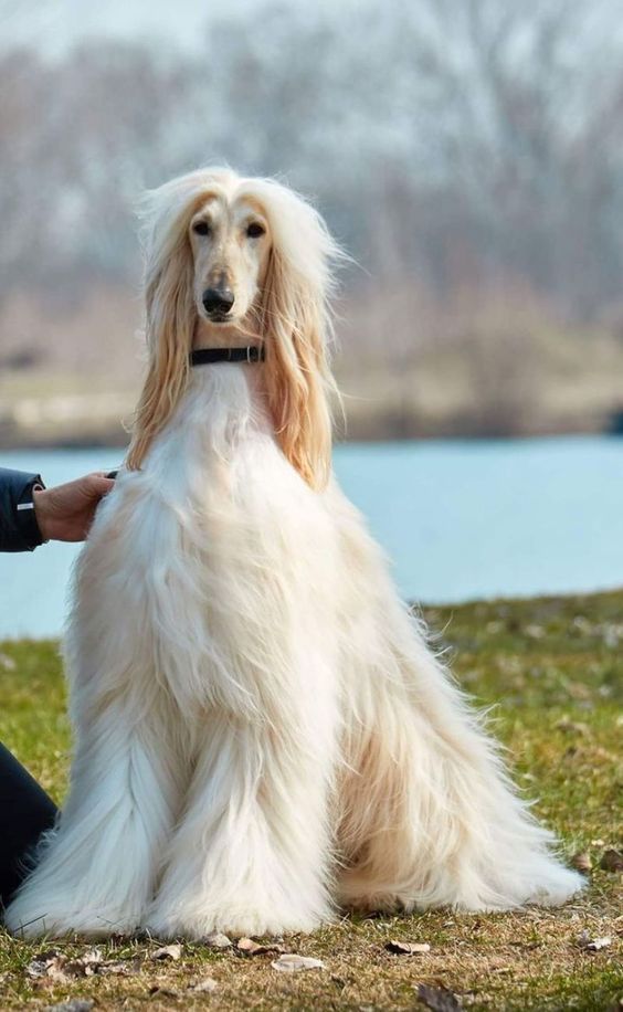 a woman kneeling down next to a white dog on top of a grass covered field