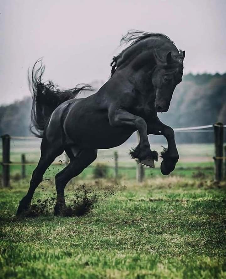 a black horse is galloping in the grass