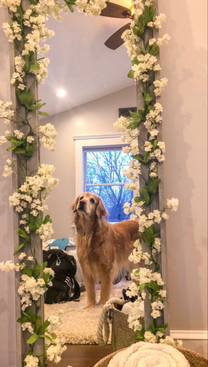 a dog standing in front of a mirror with white flowers on it's frame