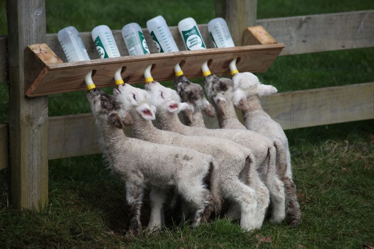 a herd of sheep standing next to each other in front of a wooden rack with bottles on it