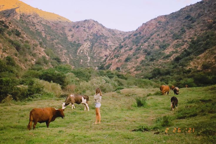 a woman standing on top of a lush green field next to cows and mountains in the background