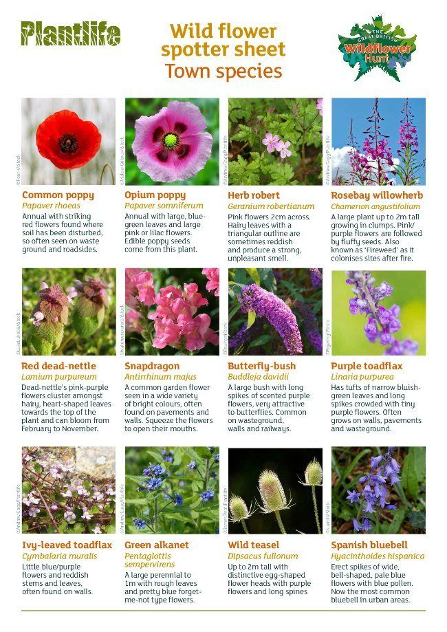 wildflowers and other flowers are featured in this poster, which includes information about the plants