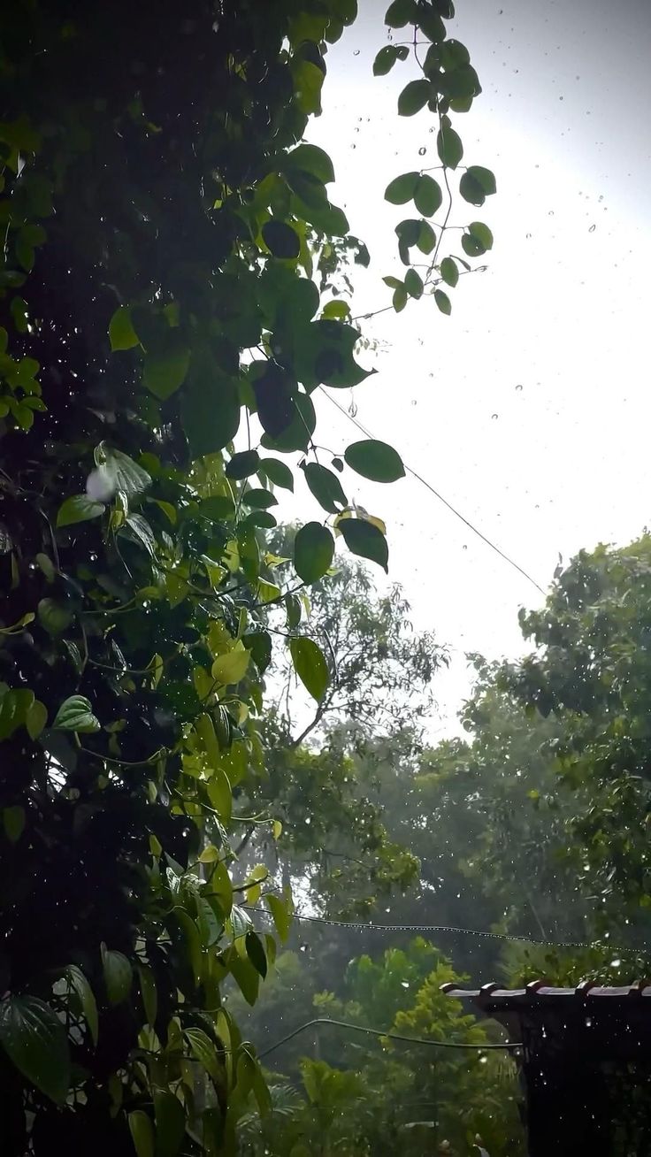 the sun shines through the trees and leaves