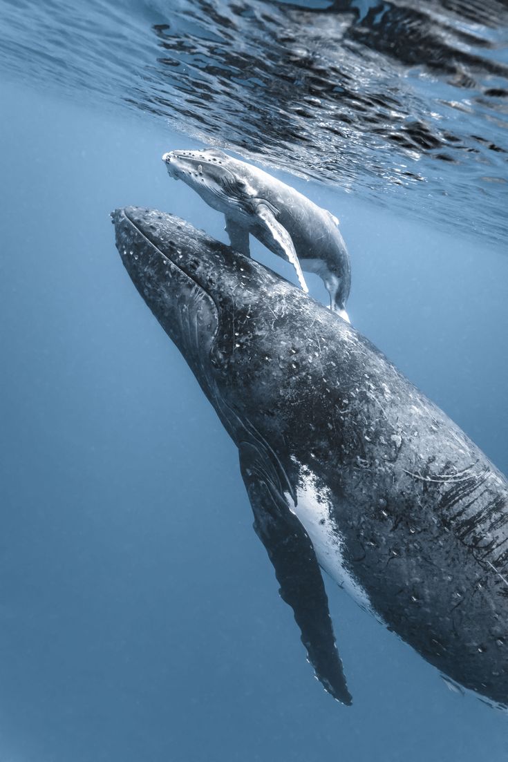 two humpback whales swimming in the ocean