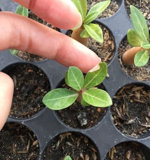 a hand is pointing at small plants in black plastic cups with dirt on the ground