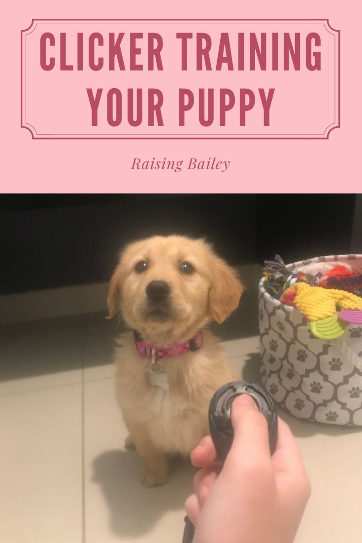 a puppy sitting on the floor with its owner's hand next to it and text that reads, clicker training your puppy