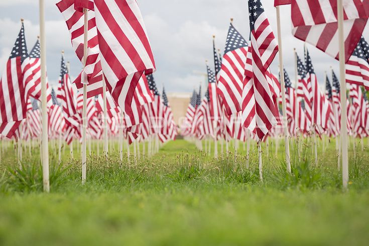 many american flags are lined up in the grass