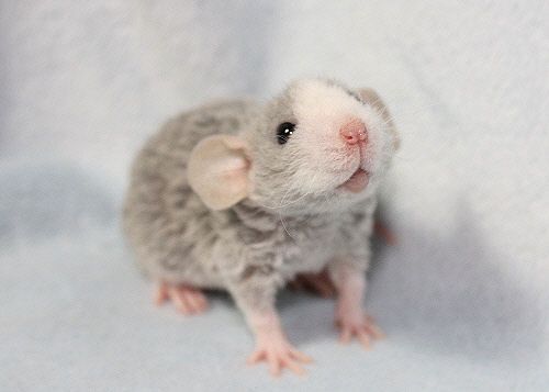 a small gray rat sitting on top of a white blanket