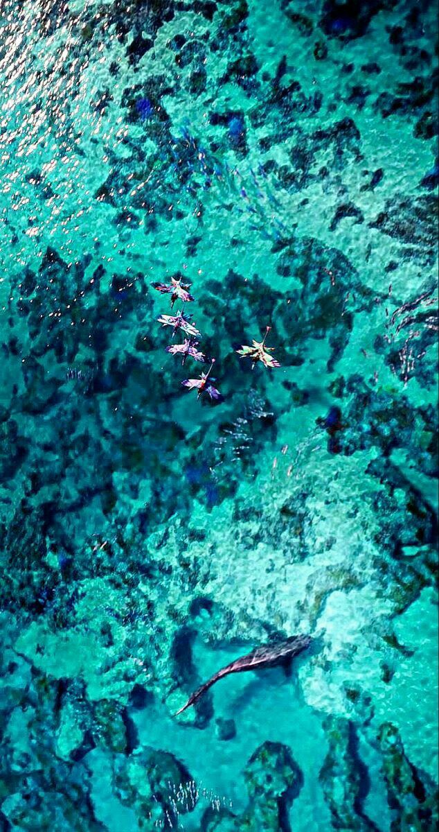 an aerial view of the ocean with fish and corals