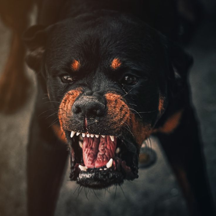 a black and brown dog with it's mouth open