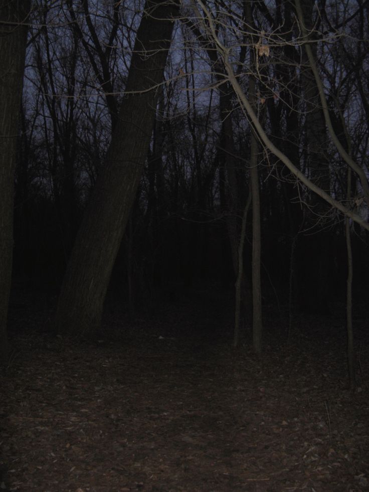 a dark forest with no leaves on the ground and trees in the background at night