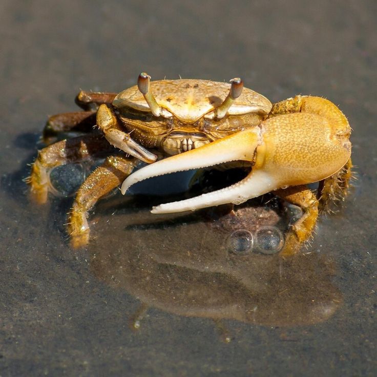 a close up of a crab on the beach