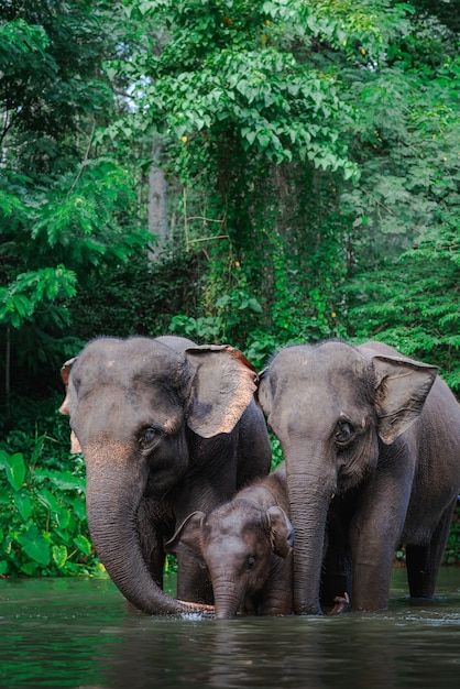 three elephants are standing in the water together