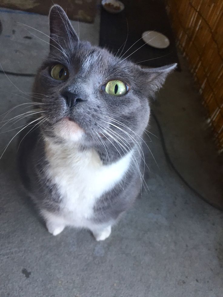 a gray and white cat sitting on the ground looking up at something with green eyes