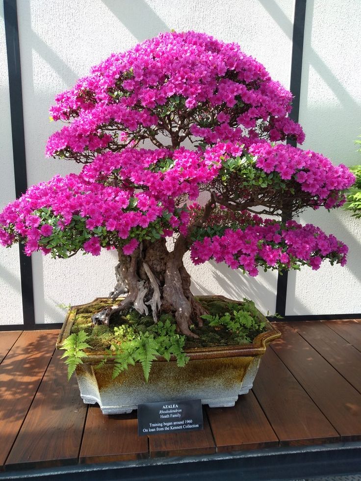 a bonsai tree with purple flowers in a pot