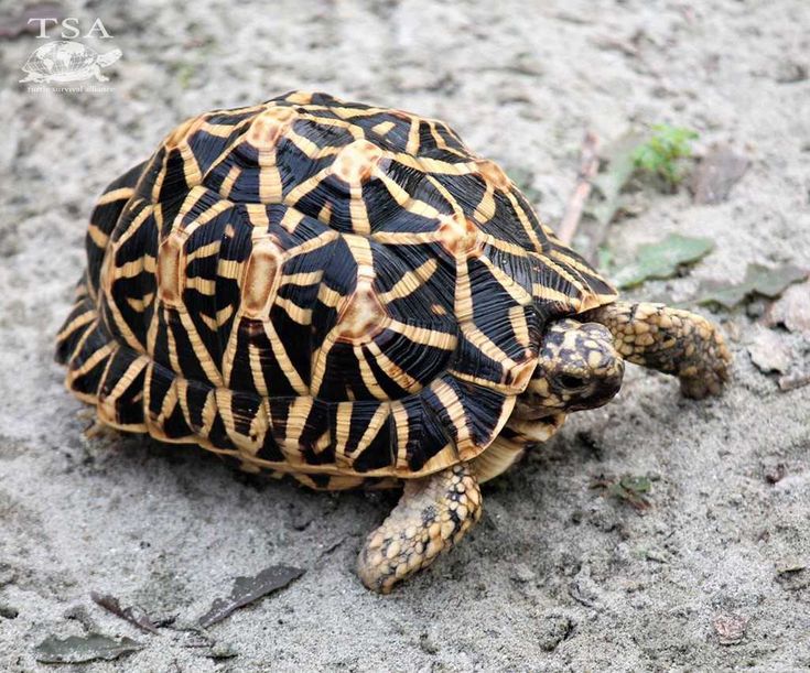 Indian Star Tortoise Sunday! Tortoise Painting Acrylic, Tortoise Painting, Star Tortoise, Indian Star Tortoise, Kawaii Turtle, Alphabet Animals, Amazing Frog, Pigeon Breeds, Box Turtle