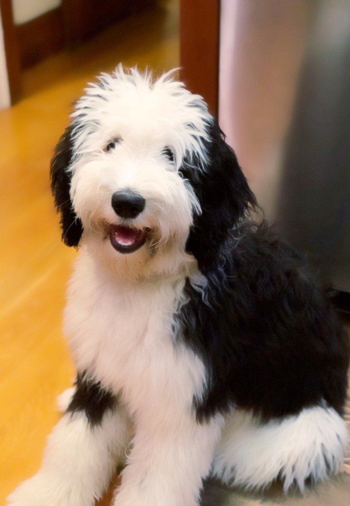 a black and white dog is sitting on the floor