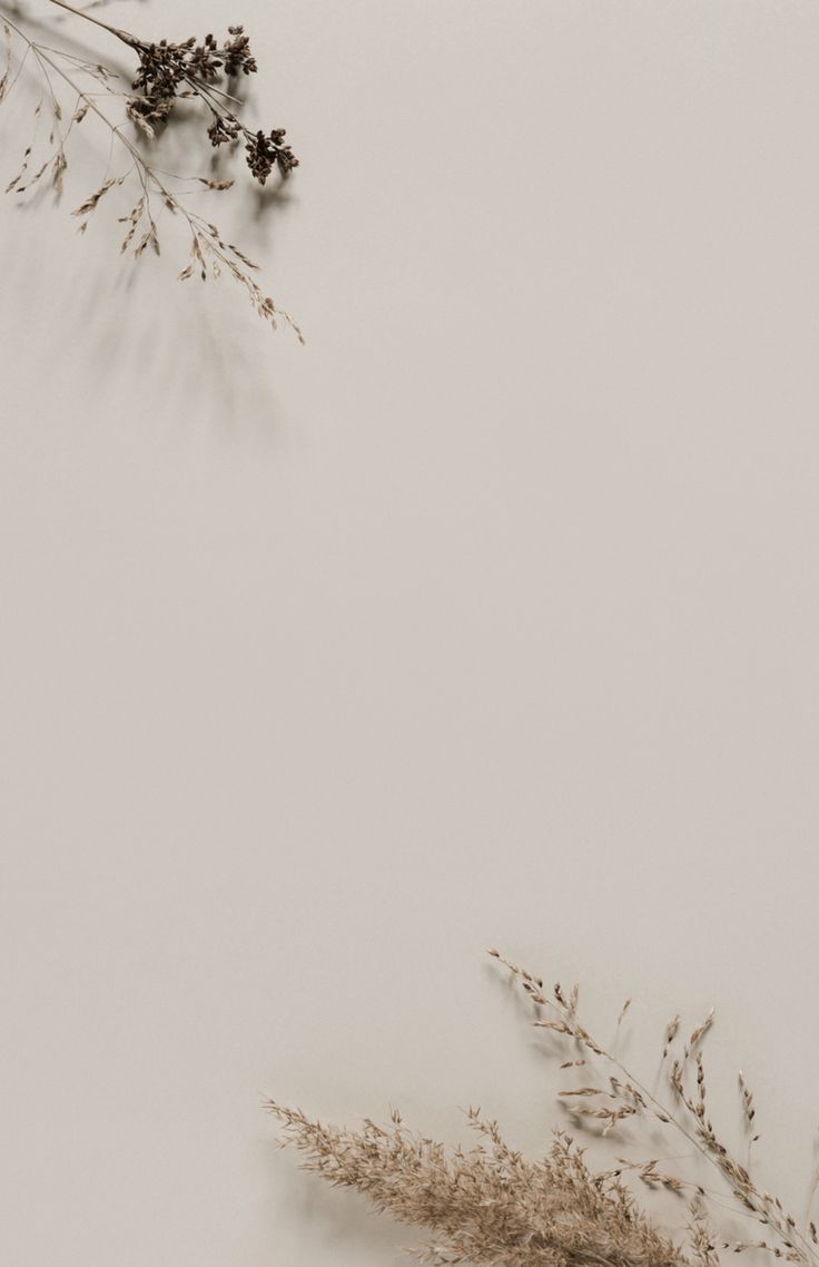 some dry plants on a white background