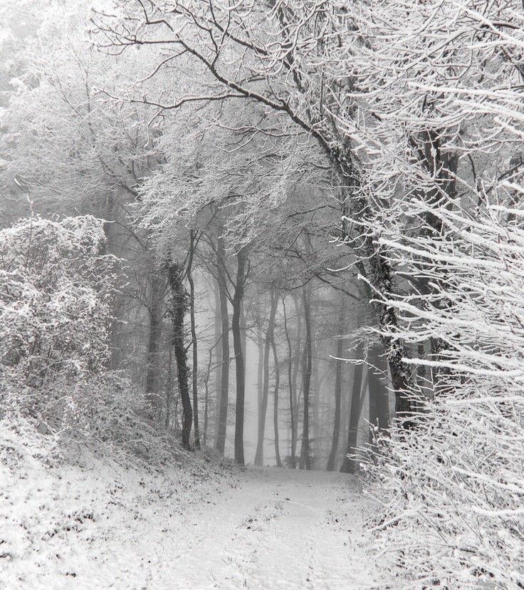 a black and white photo of trees in the woods covered with snow on a cold winter day