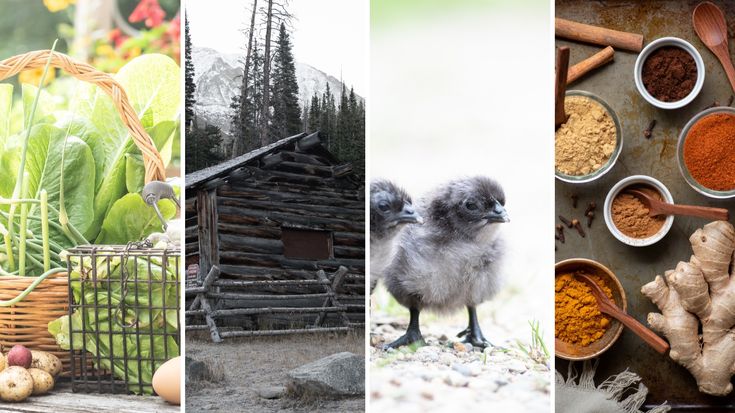 The Pioneer Chicks ~ Homesteading | Healthy Recipes