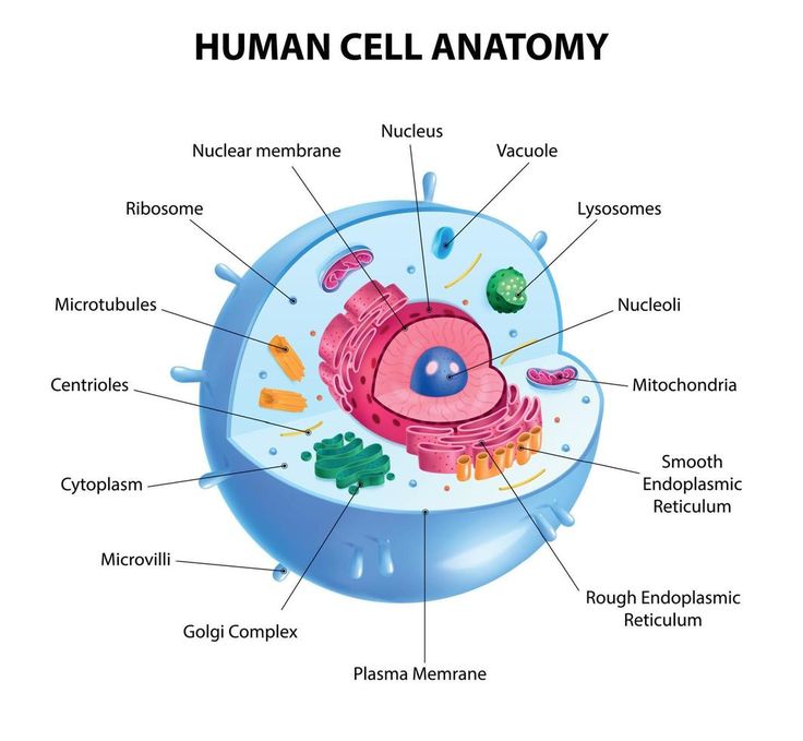 the structure of an animal cell labeled in its body and labelled with labels on it