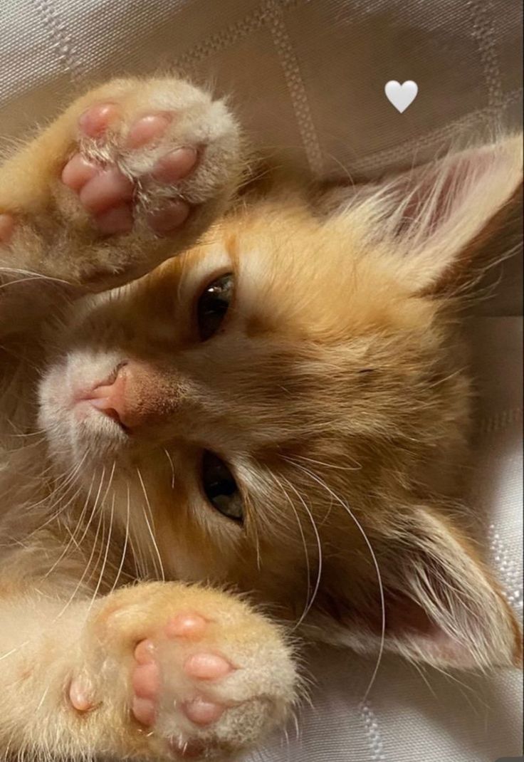 an orange kitten laying on top of a white sheet