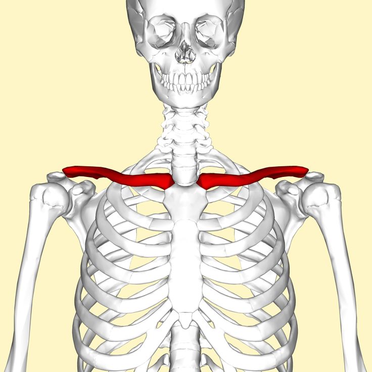 an image of a human skeleton with red tape around it's neck and shoulder