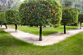 an orange tree is growing in the middle of a garden area with several trees lined up behind it