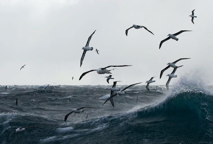 a flock of seagulls are flying over the ocean waves as it crests