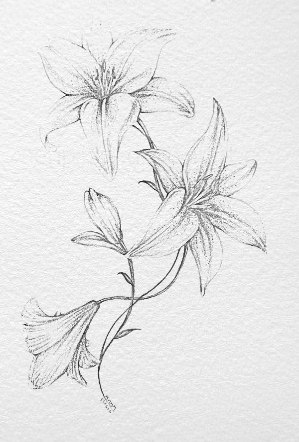 pencil drawing of flowers on white paper