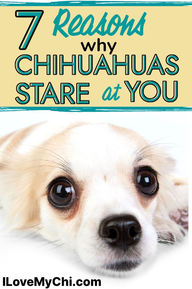 a dog with the words 7 reasons why chihuahuas stare at you on it's forehead