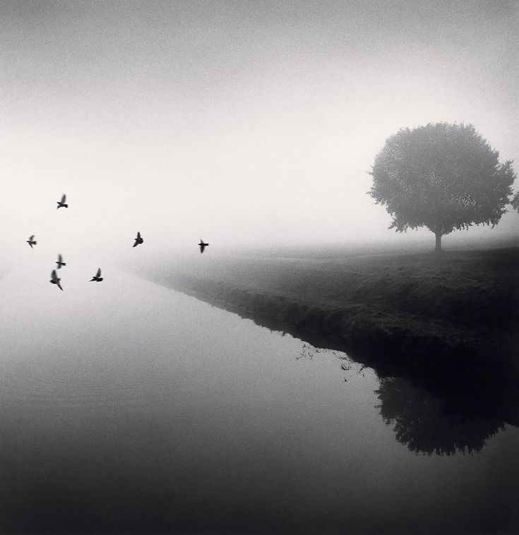 black and white photograph of birds flying over water in foggy landscape with tree on bank