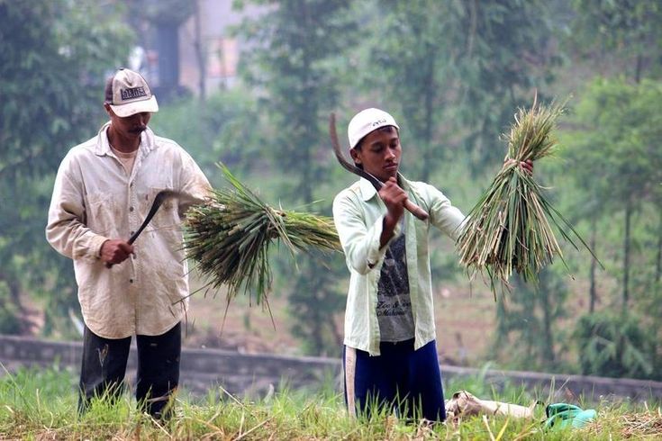 two men are standing in the grass holding plants