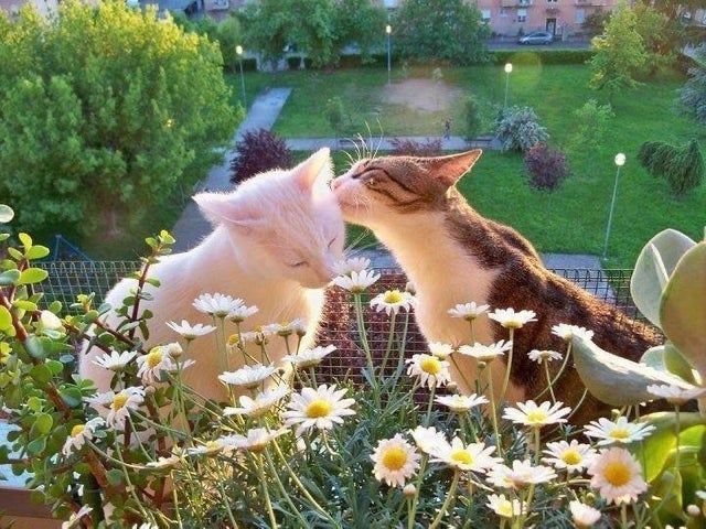 two cats sitting on top of a window sill looking at each other in the same direction