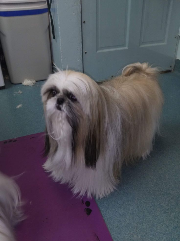 a small dog standing on top of a purple mat next to a white and black door