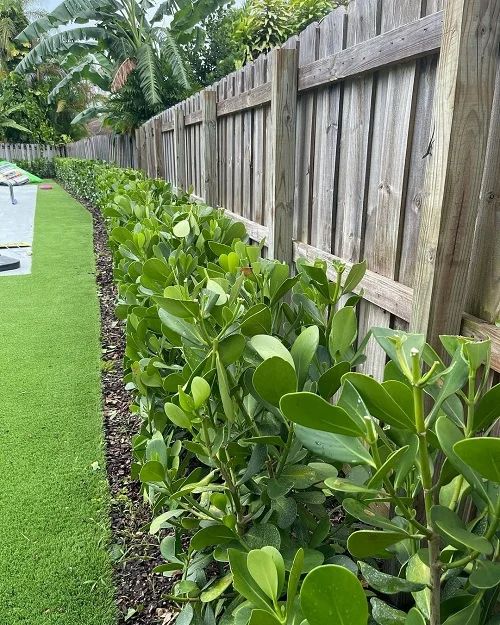 there are many plants growing along the fence in this yard, which is lined with grass